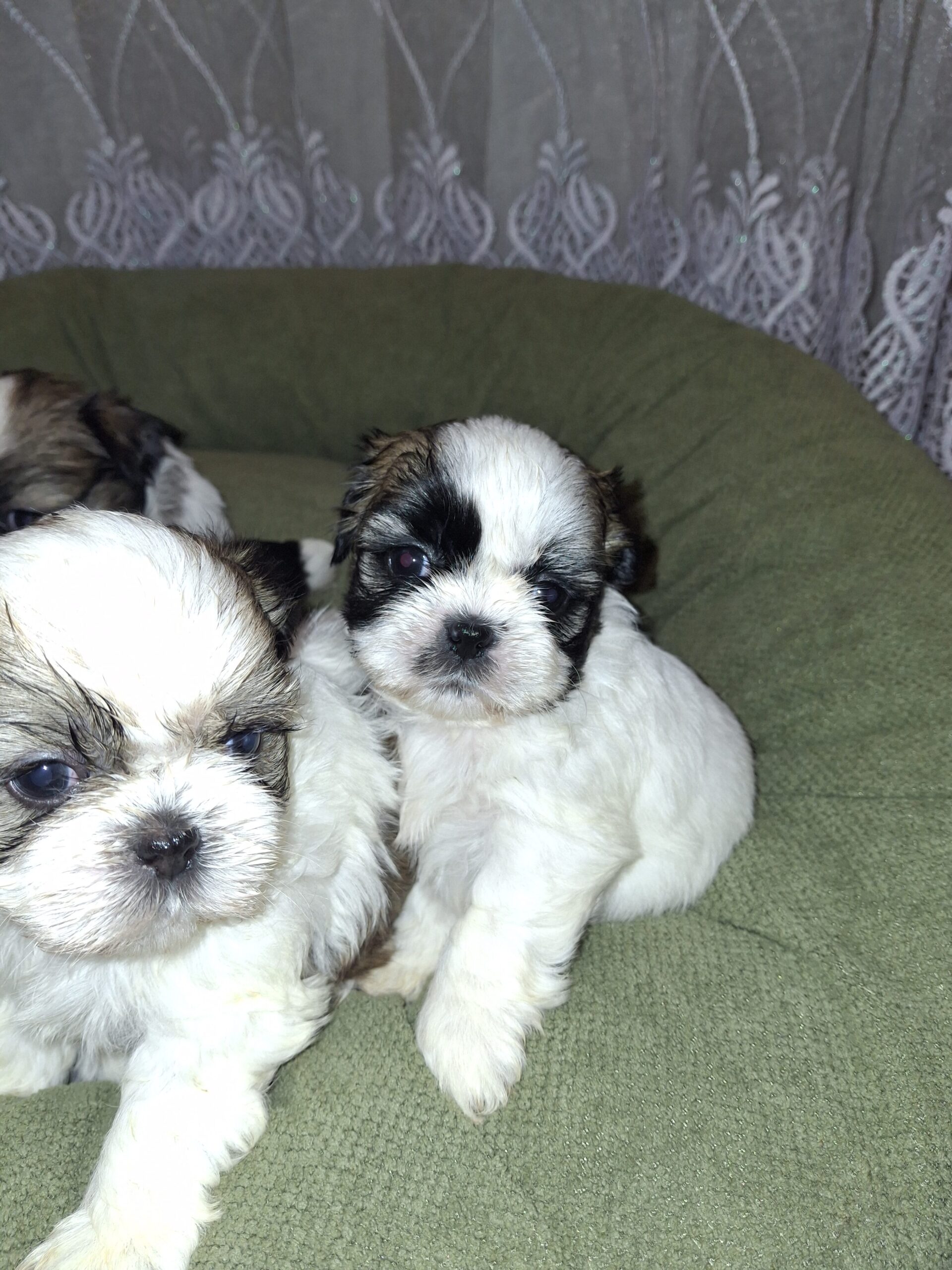 Идеальные щенки Ши-Тцу