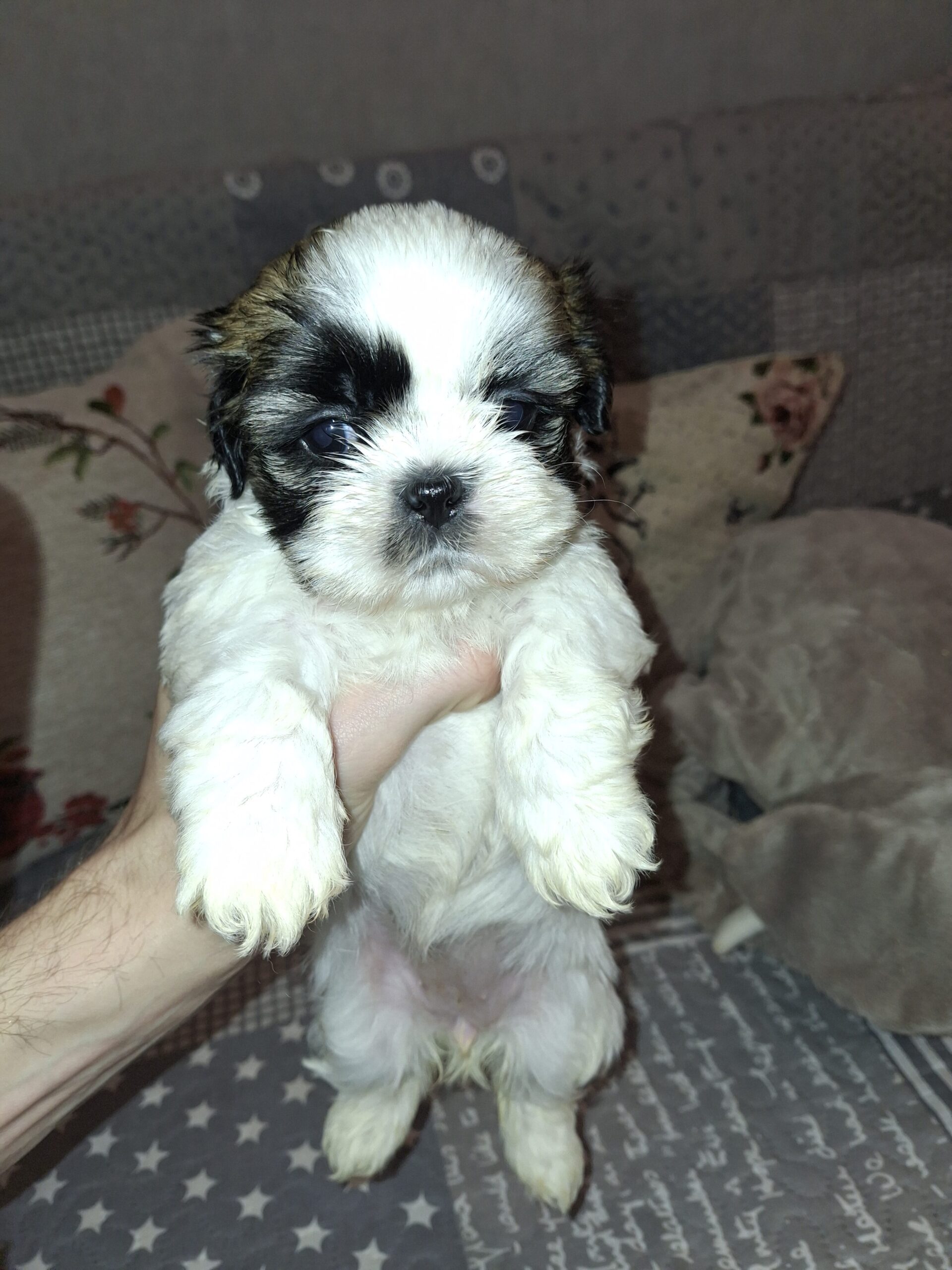 Идеальные щенки Ши-Тцу